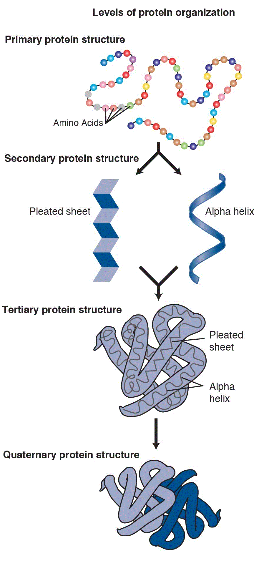 Protein Structure And Function Lottocare 0602